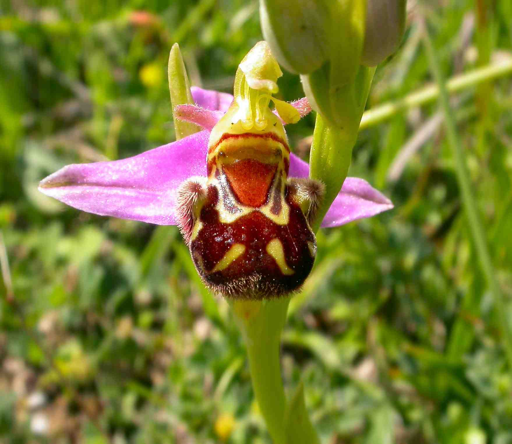 Bee Orchid